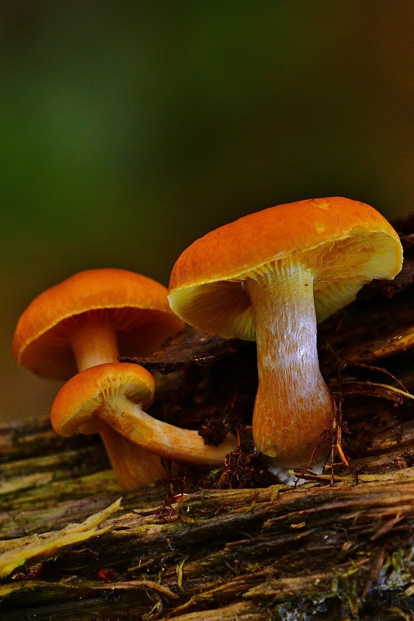 Неразгаданные тайны грибов