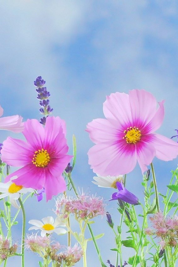 Живые цветы памяти