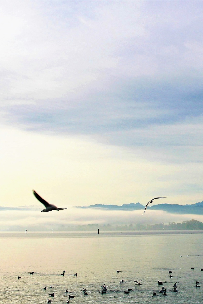 Край чудес и очарований