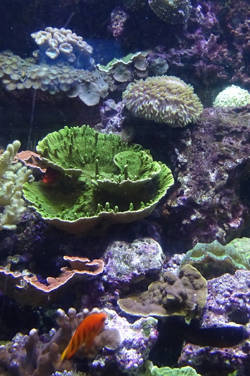 Охотники на морских ежей