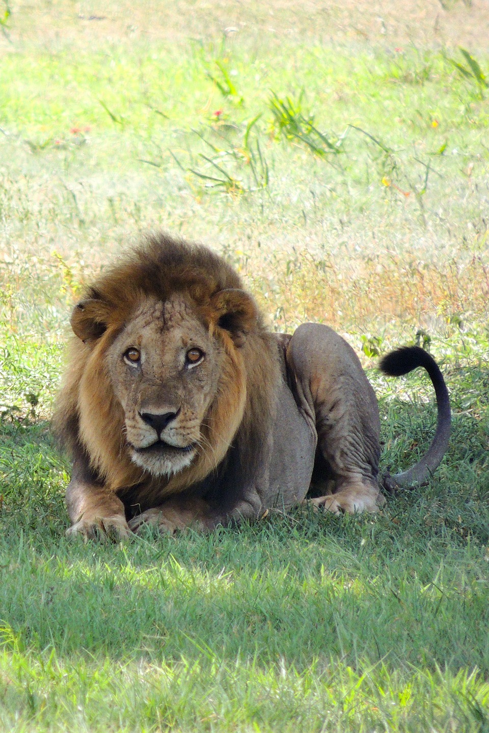 Земля больших кошек