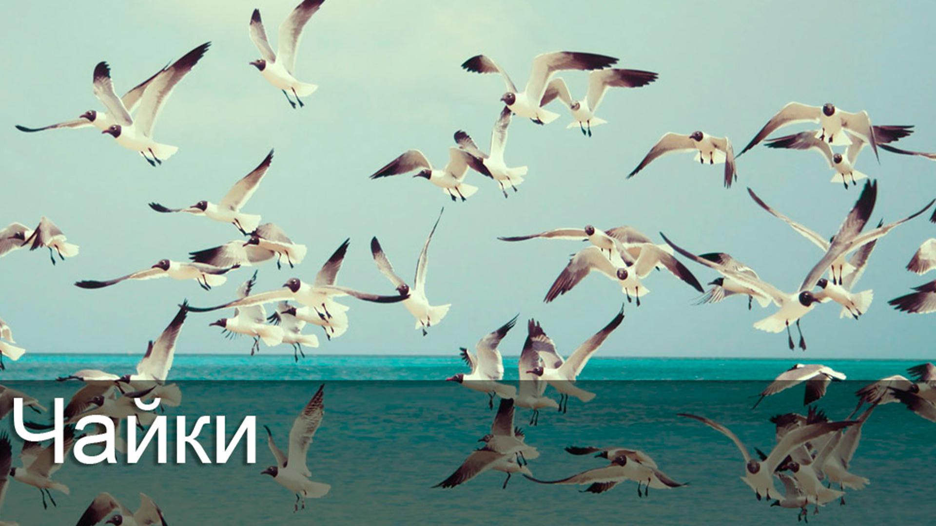 Чайки