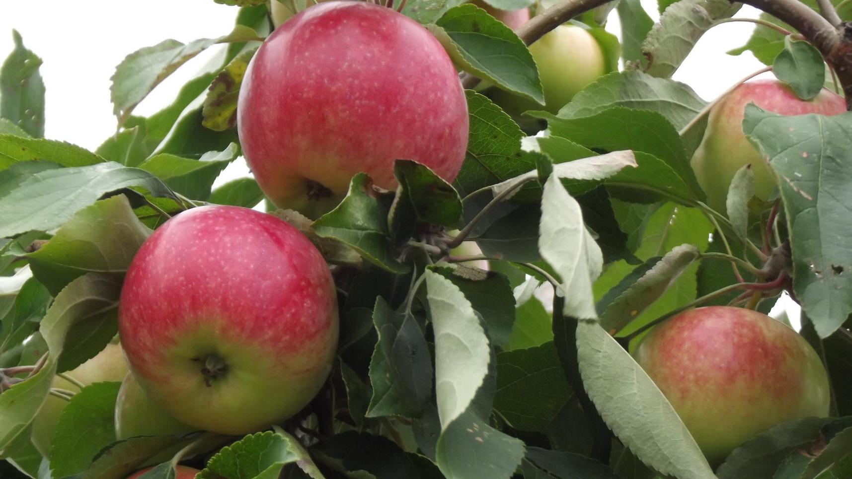 Яблони