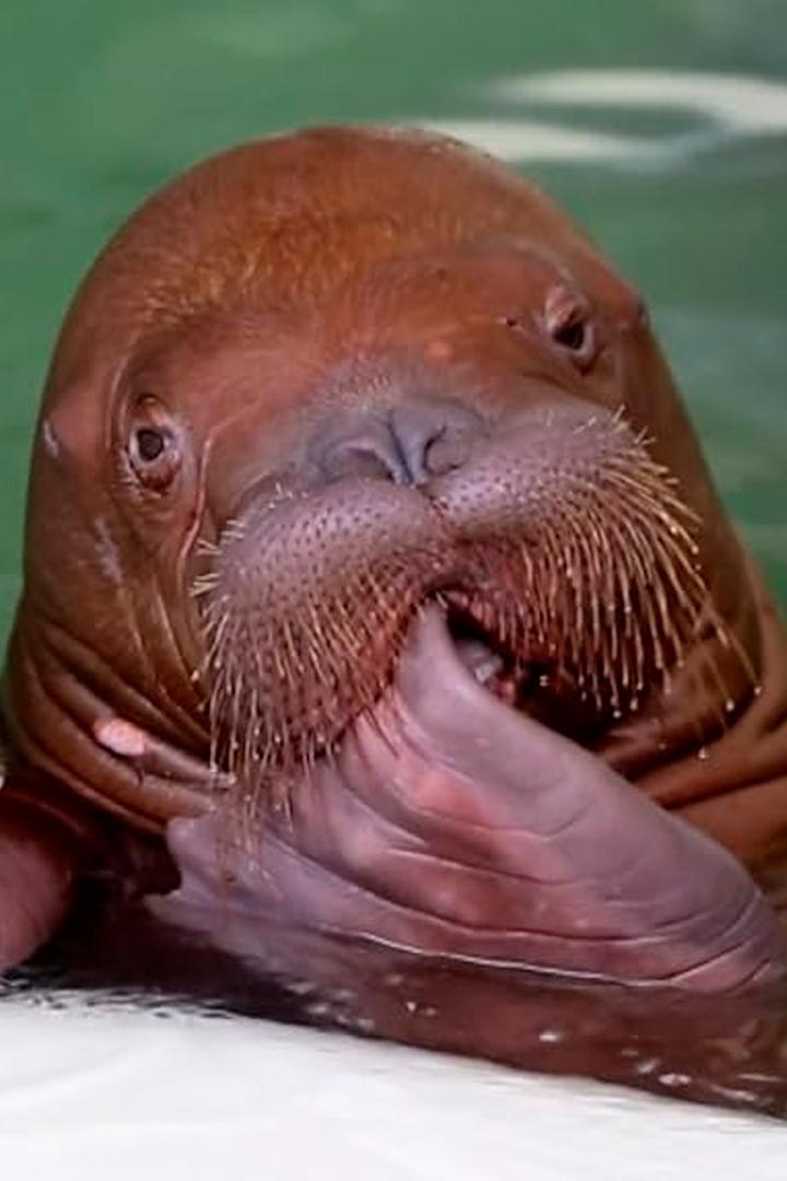 Рождение океана