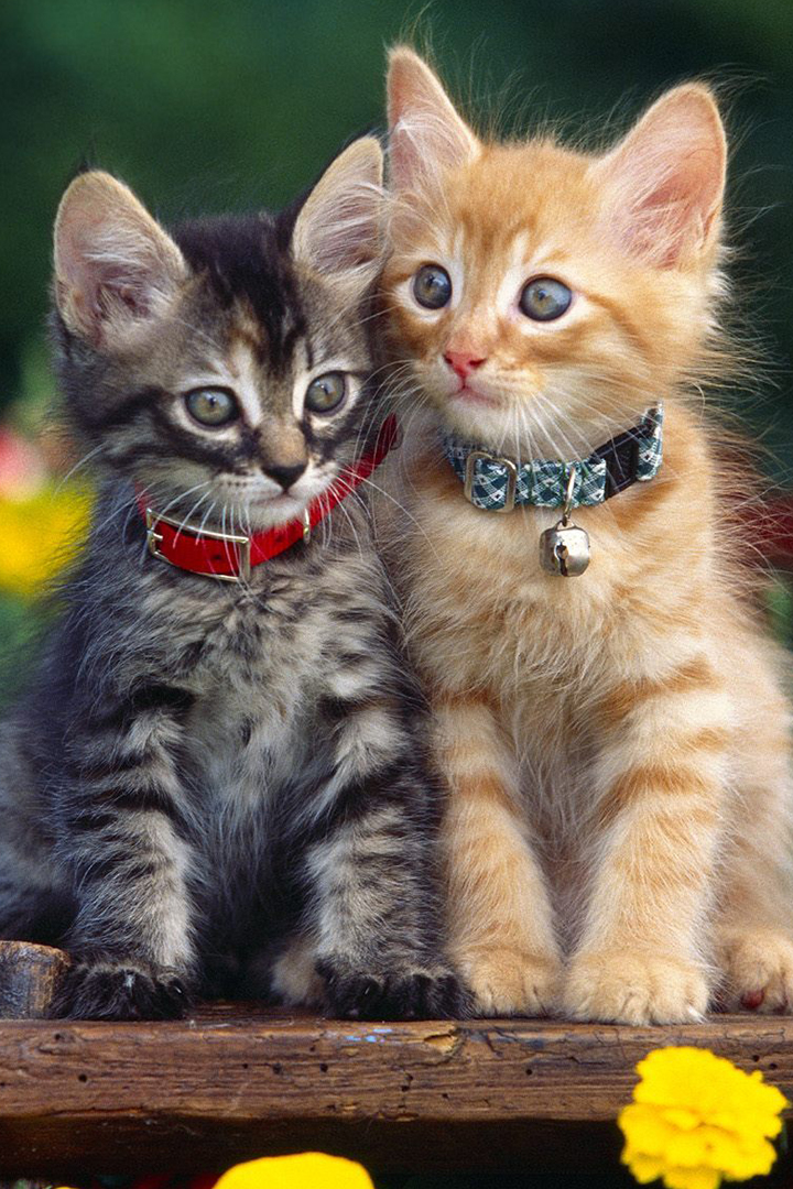 Мяу-Мяу: песенки