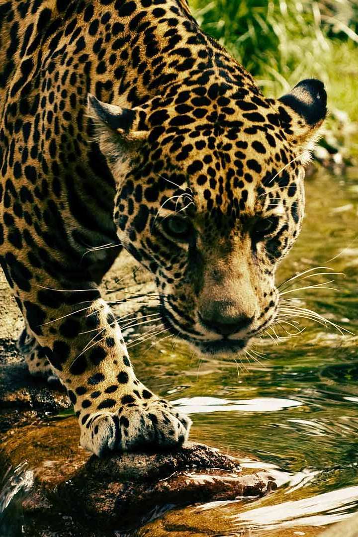 Дикая Шри-Ланка: царство леопардов