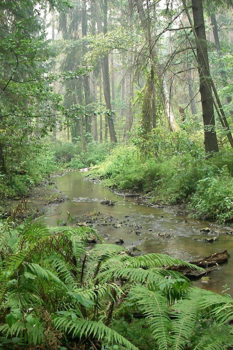 Река Тоденка