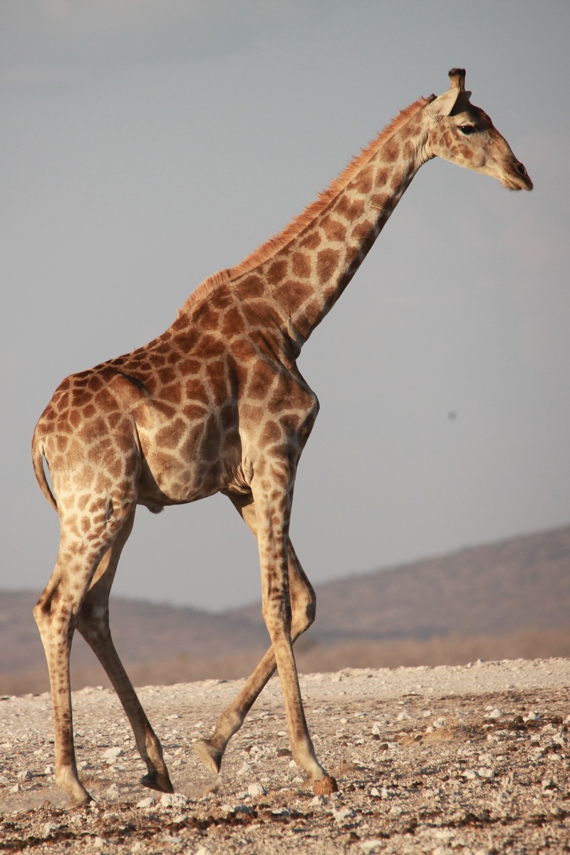 Последний жираф