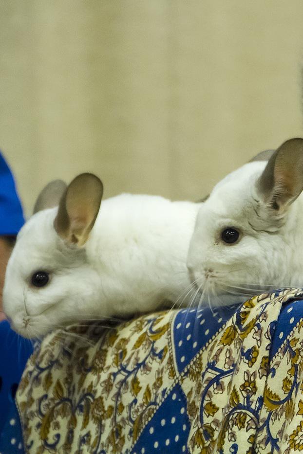 Посольство дикой природы