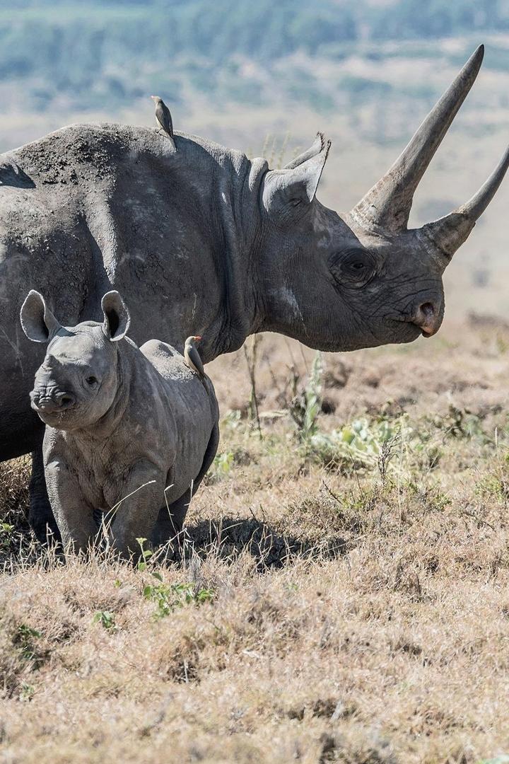 Носороги: проклятие волшебного рога
