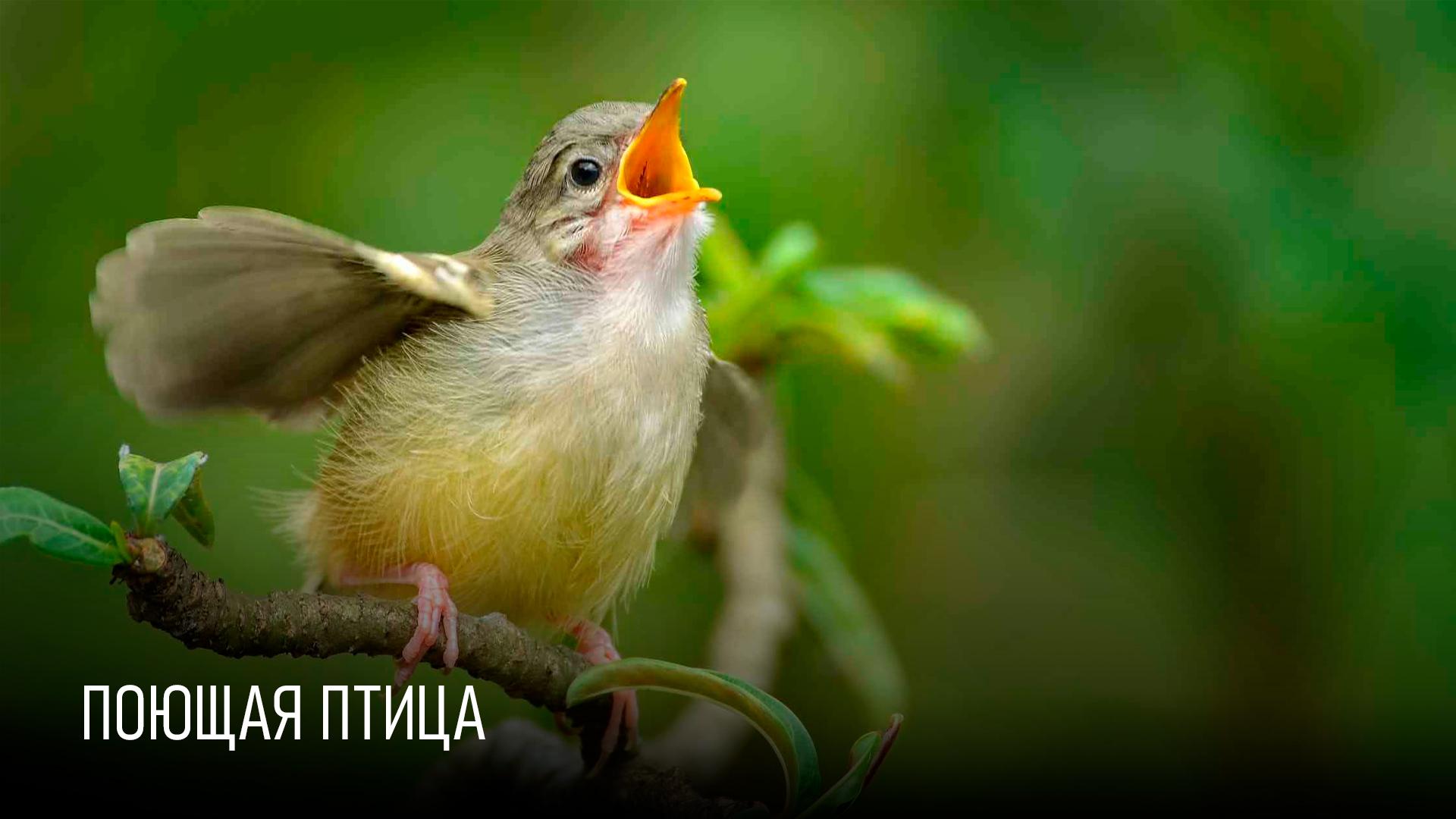 Поющая птица