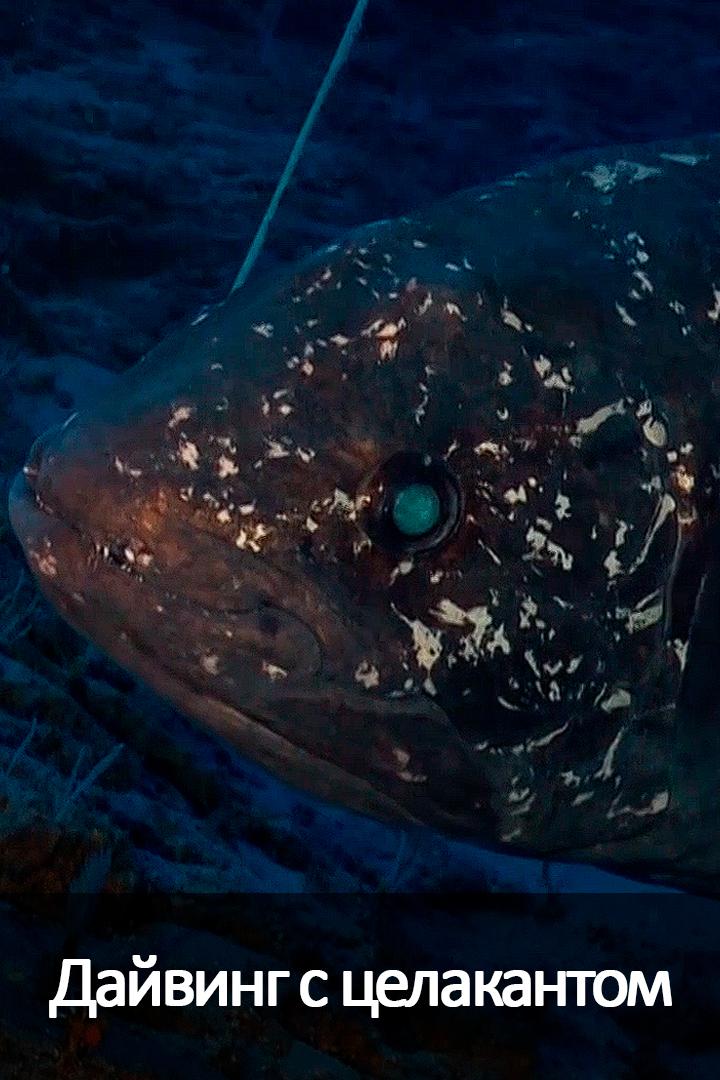 Дайвинг с целакантом