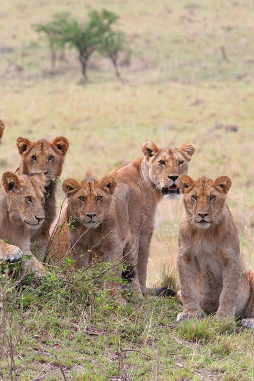 Кошки-мышки