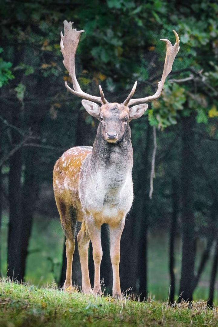 Выслеживая диких животных
