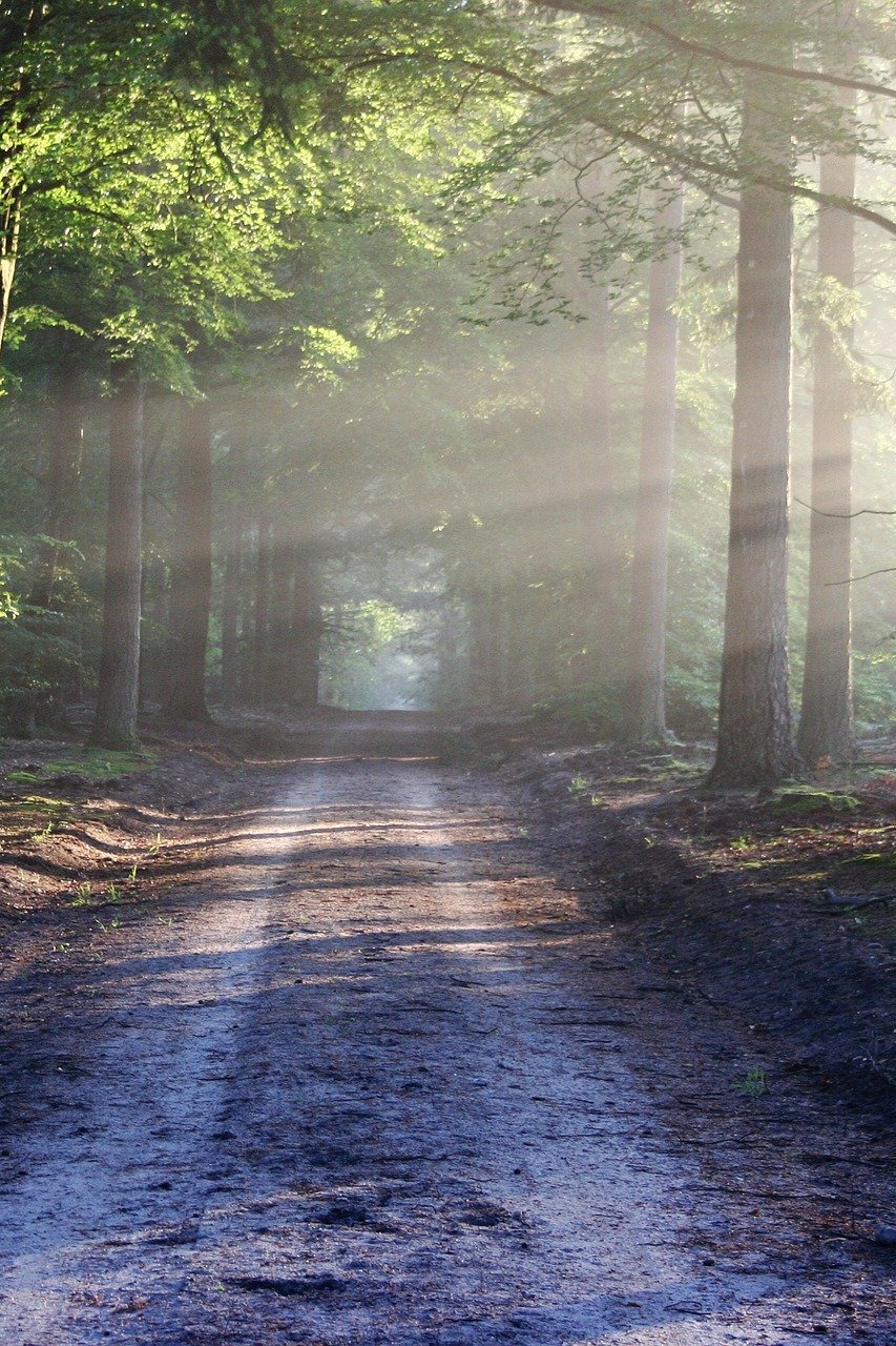 Лесные этюды