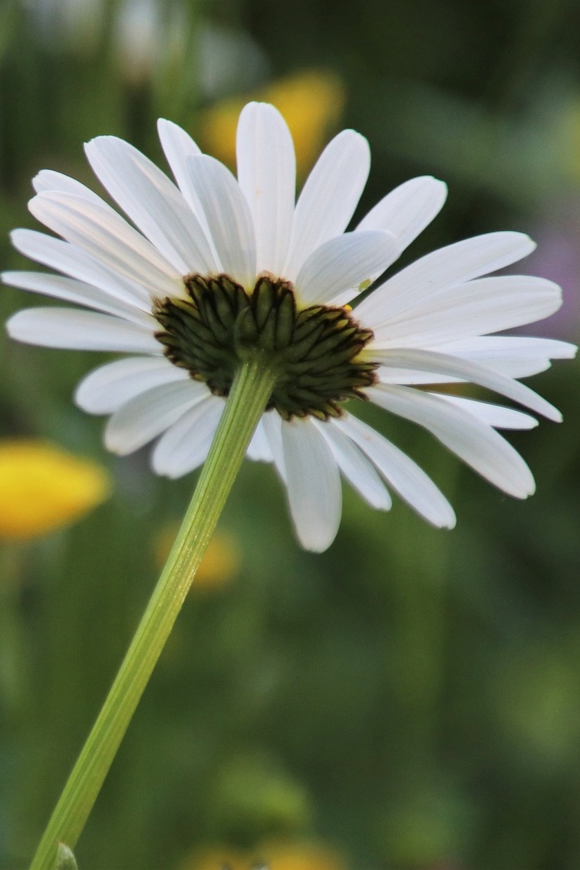 Весенняя деревня