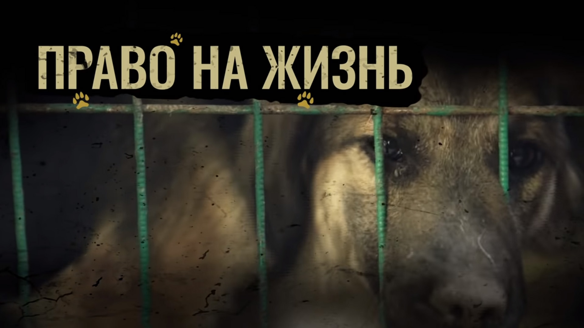 Право на жизнь