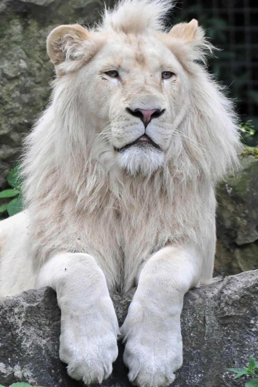 Возвращение белого льва