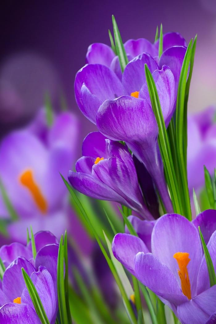 Весенние цветы