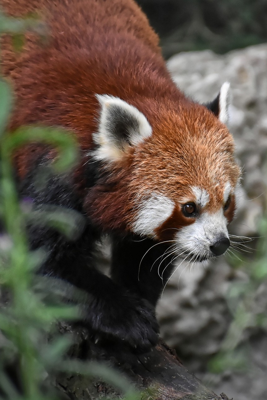 Венский зоопарк