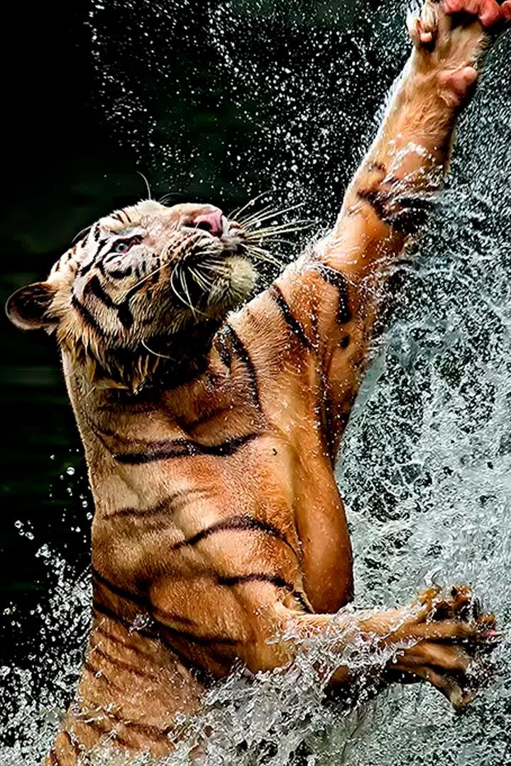 Хищные инстинкты