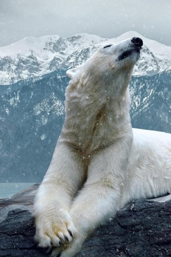 Живой север