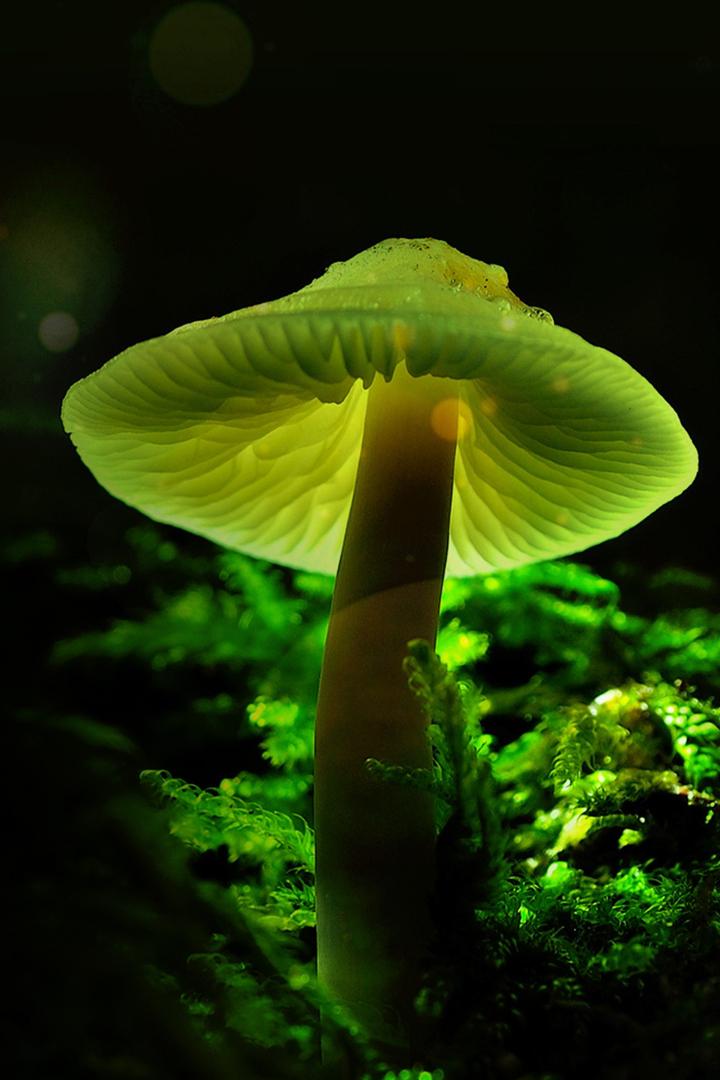 Королевство. Как грибы создали наш мир