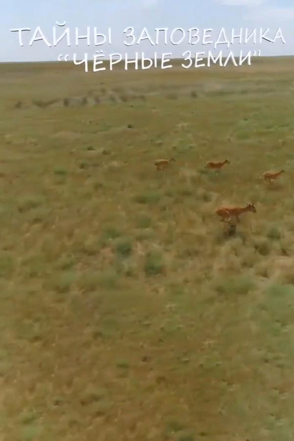 Тайны заповедника "Чёрные земли"