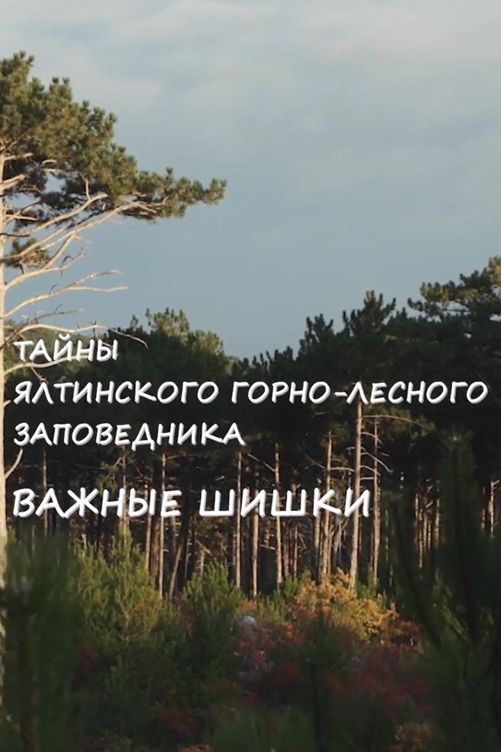 Тайны Ялтинского горно-лесного заповедника. Важные шишки