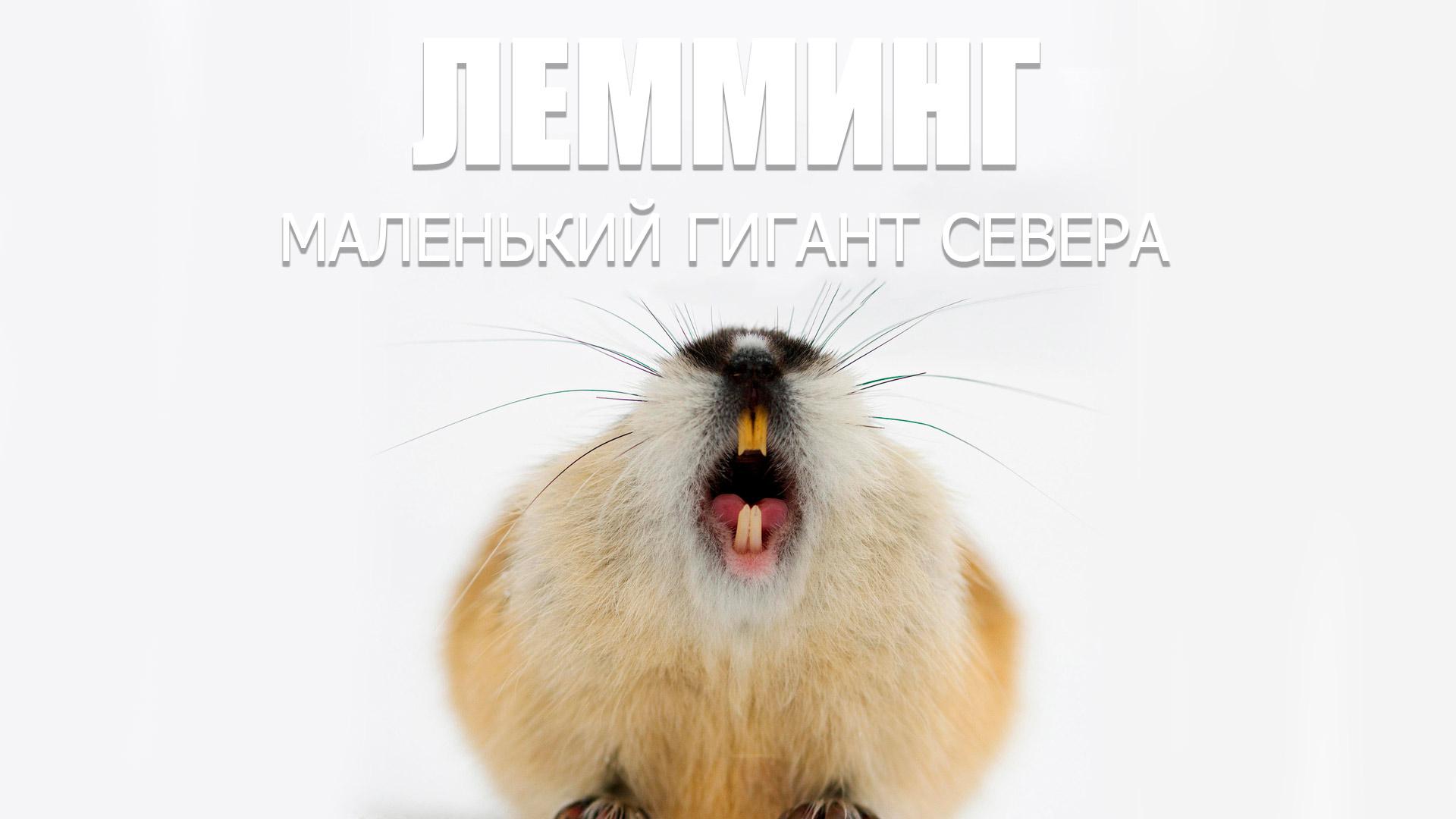 Лемминг. Маленький гигант севера