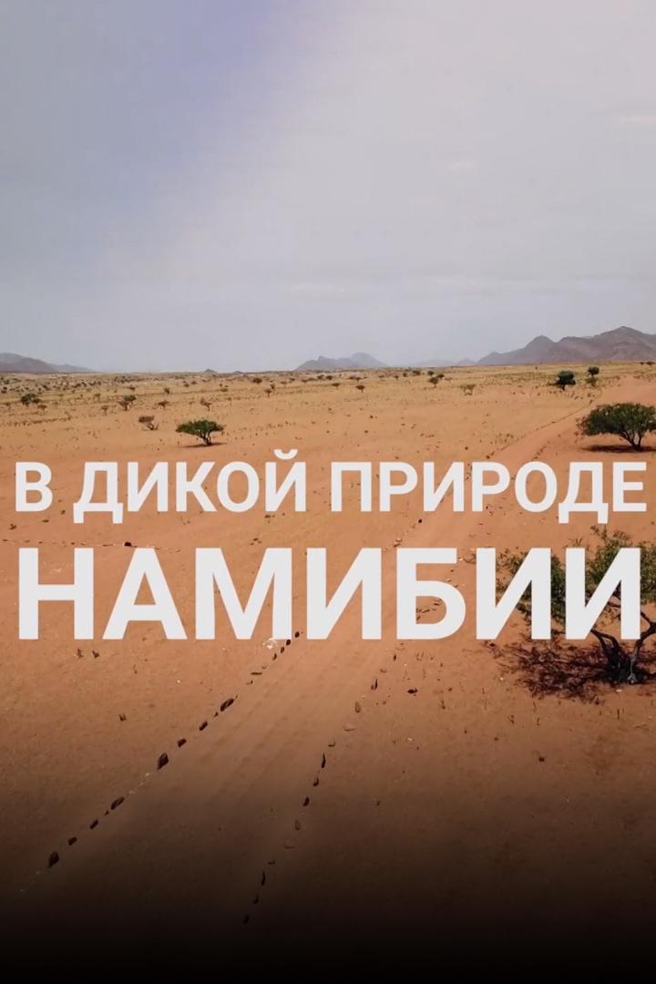 В дикой природе Намибии