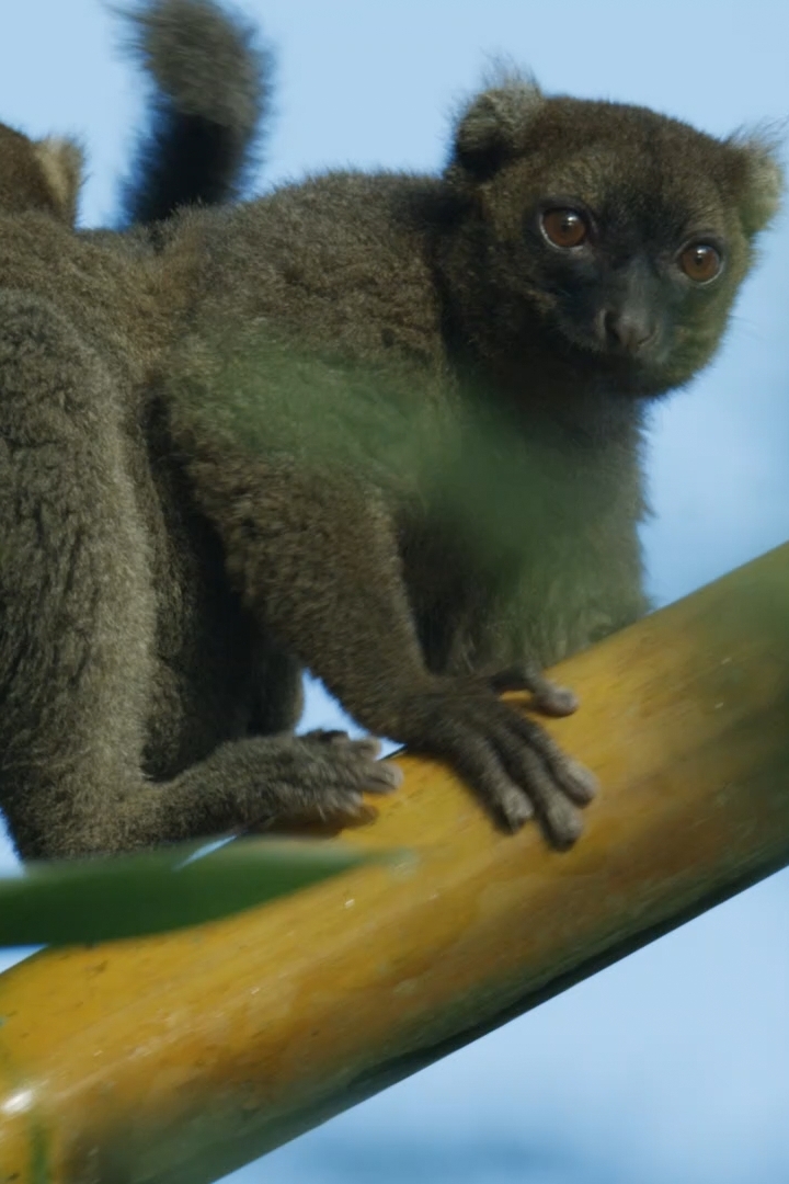 Мадагаскар: Африканский Галапагос