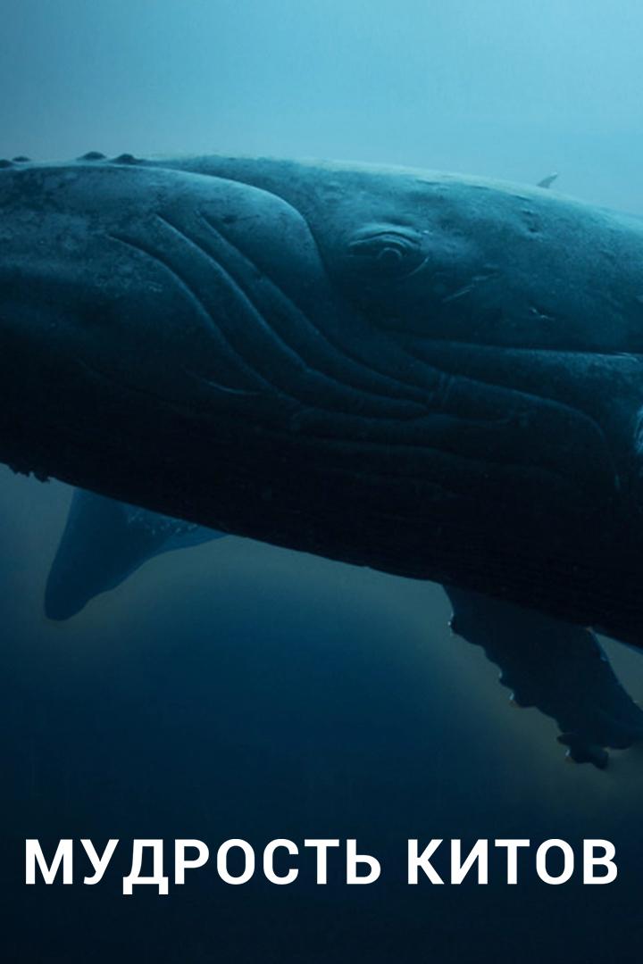 Мудрость китов