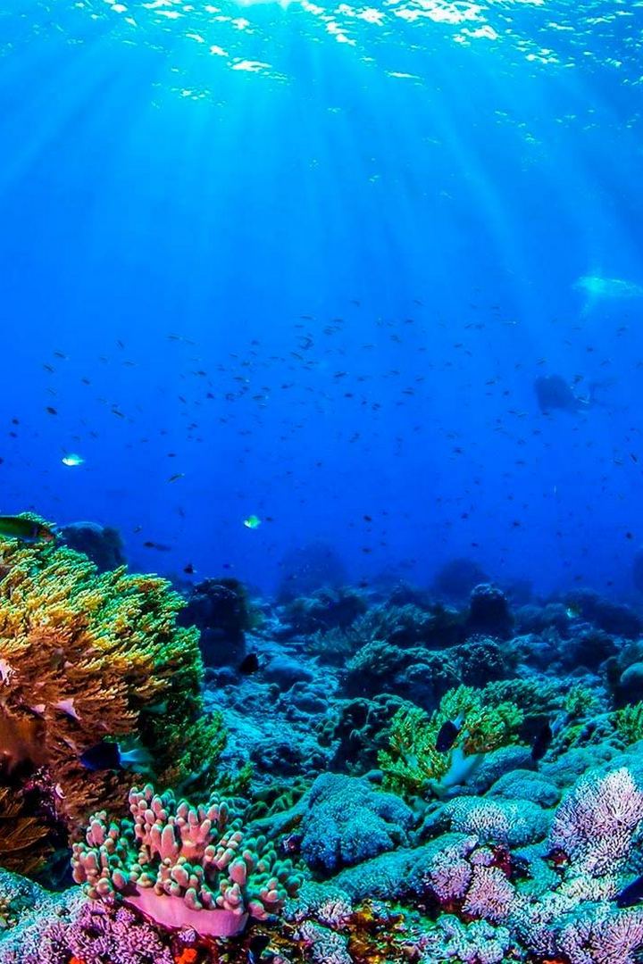 Большой Барьерный риф: живое сокровище