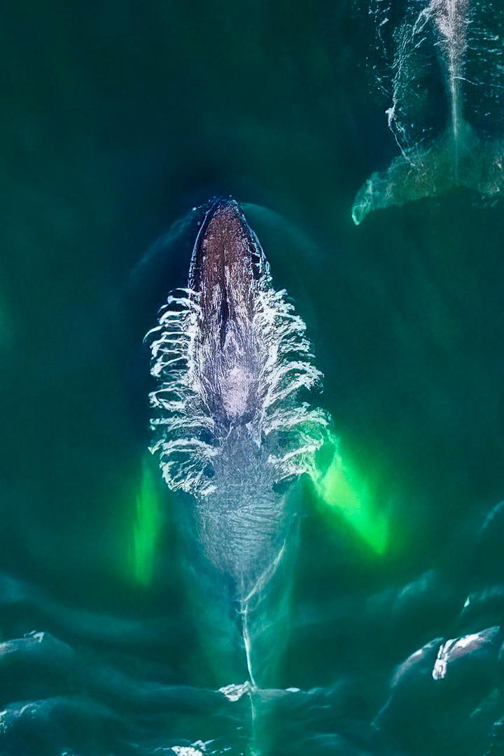 Гениальные морские охотники