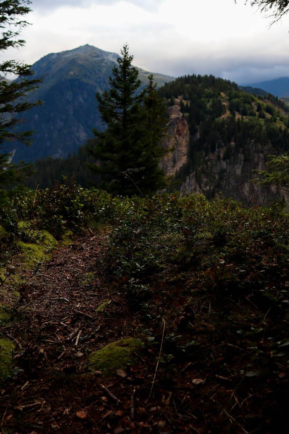 В горном лесу