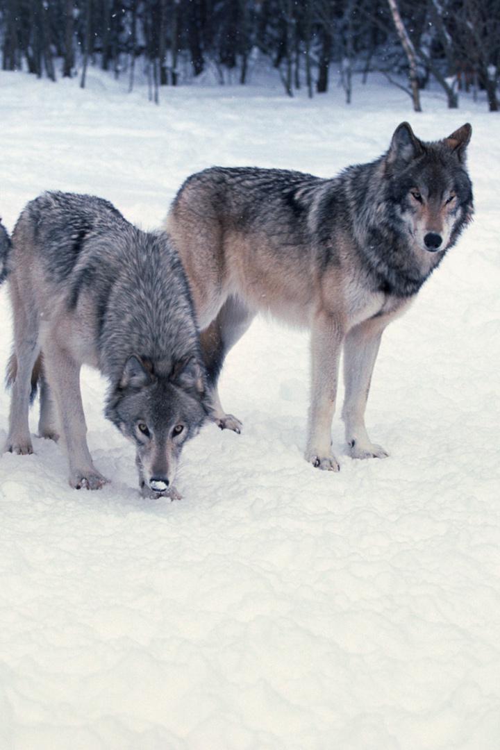 Охота на волка во флажках