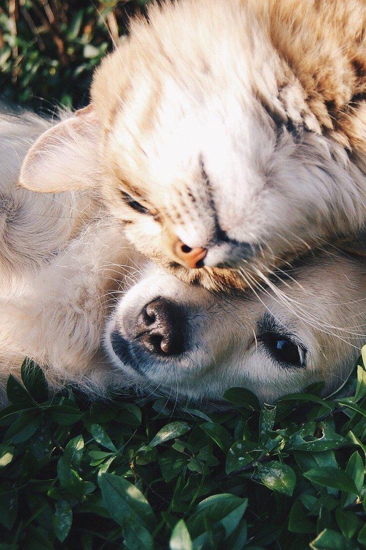 Как собаки и кошки захватили мир