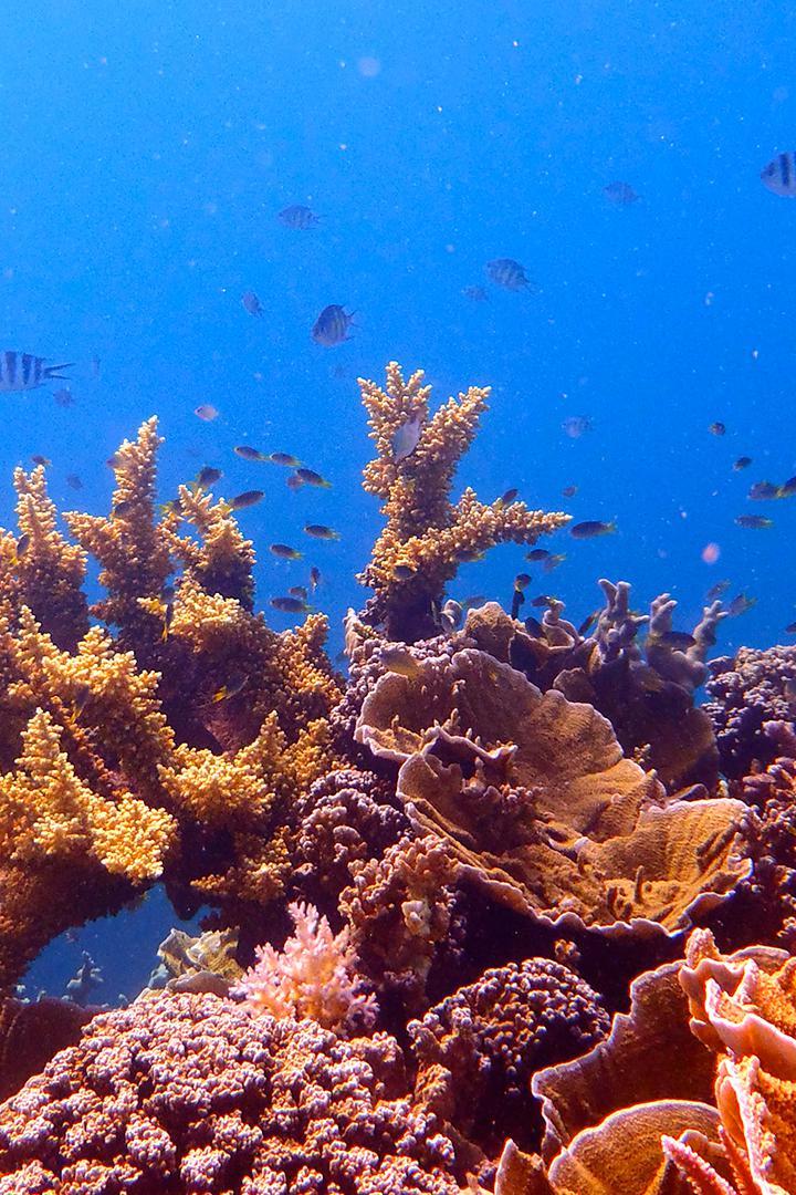 Выживание на коралловом рифе