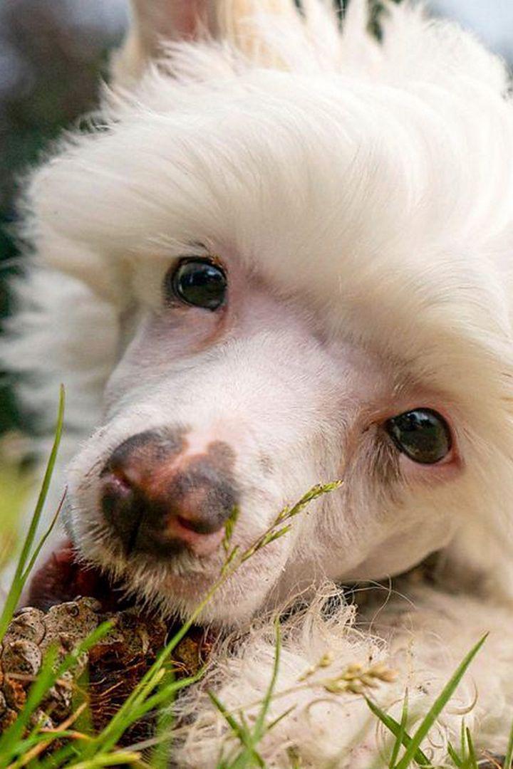 12 щенков и мы