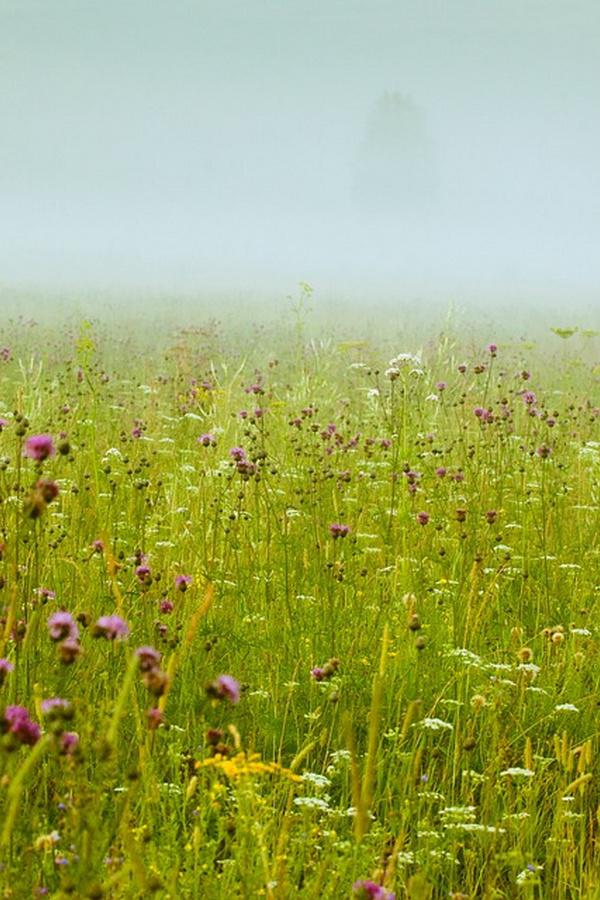 Разнотравие