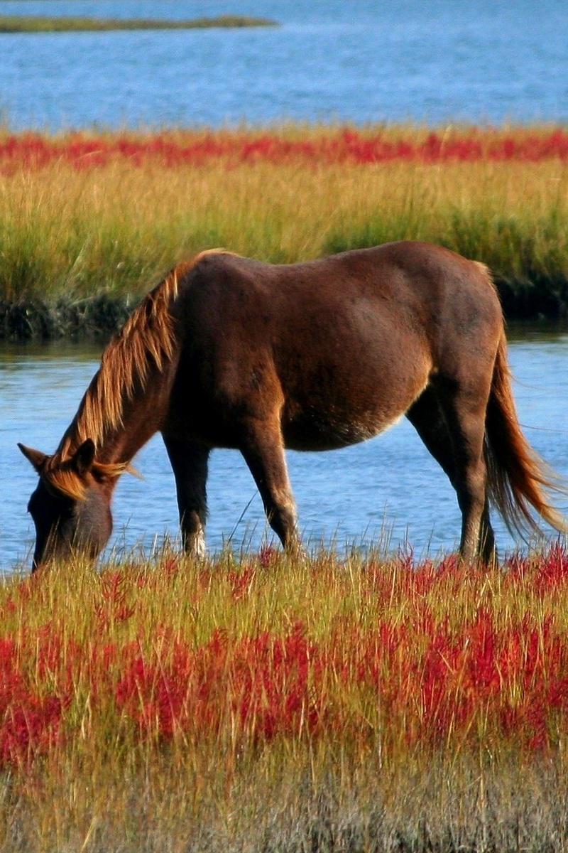 Лошади на холмах