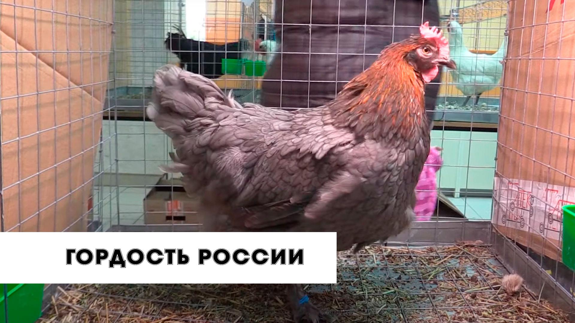Гордость России