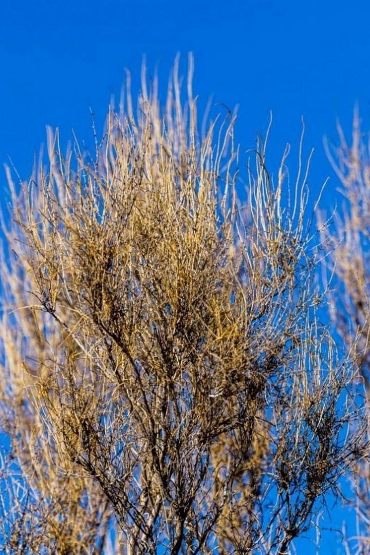 Саксауловый лес