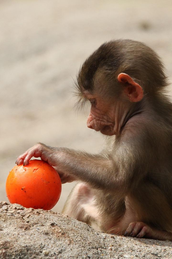 Маленький бабуин и его семья