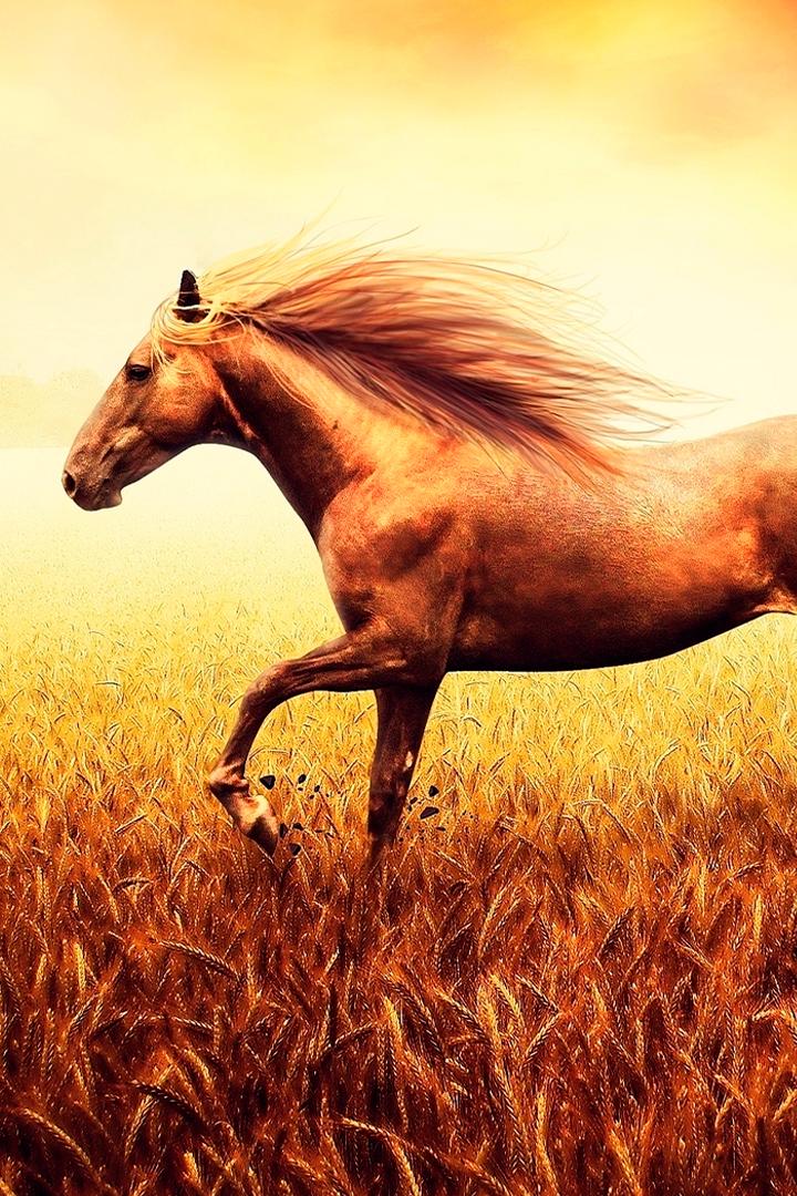 Яугир ат истэлеге