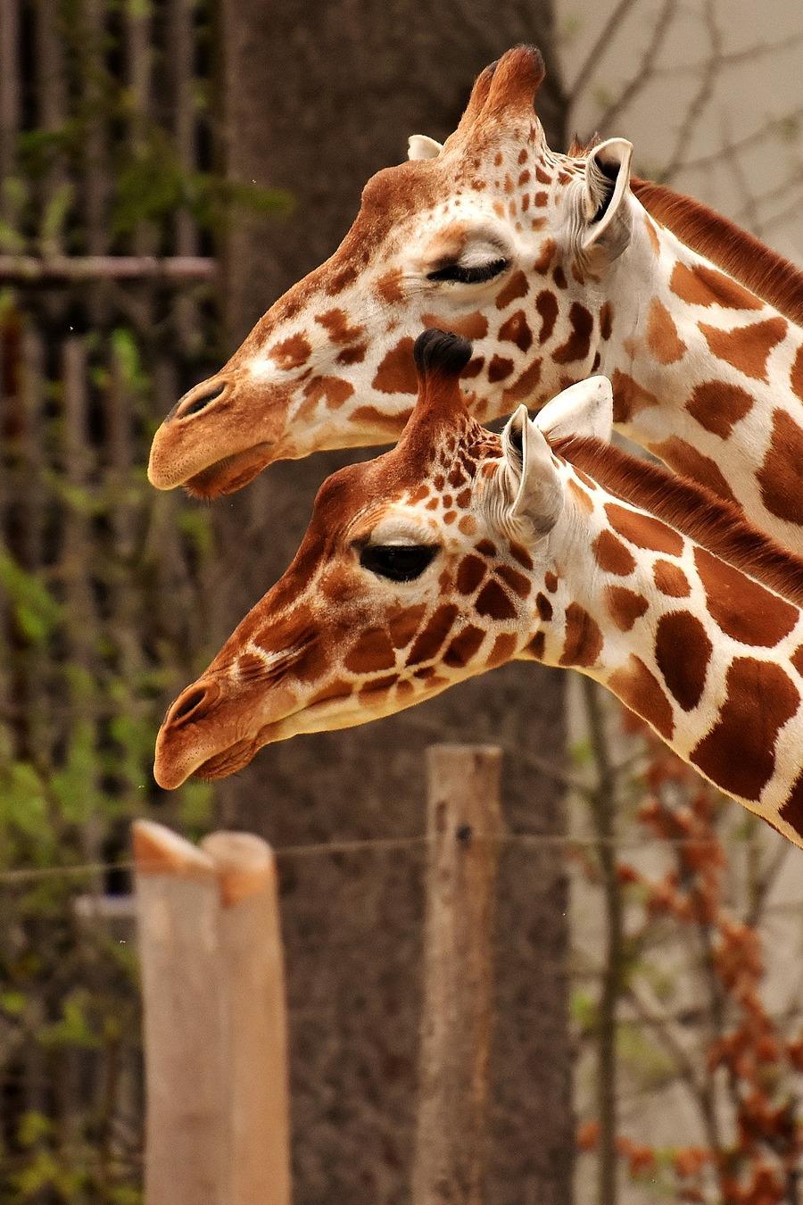 В зоопарке Таронга