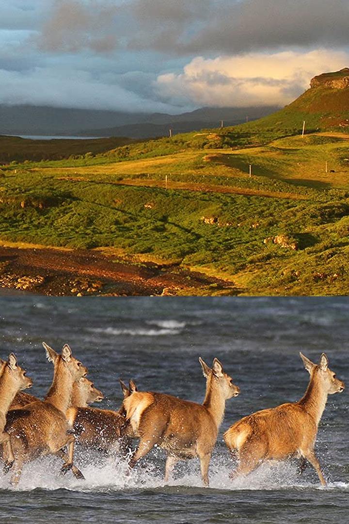 Сказочный мир дикой природы Шотландии