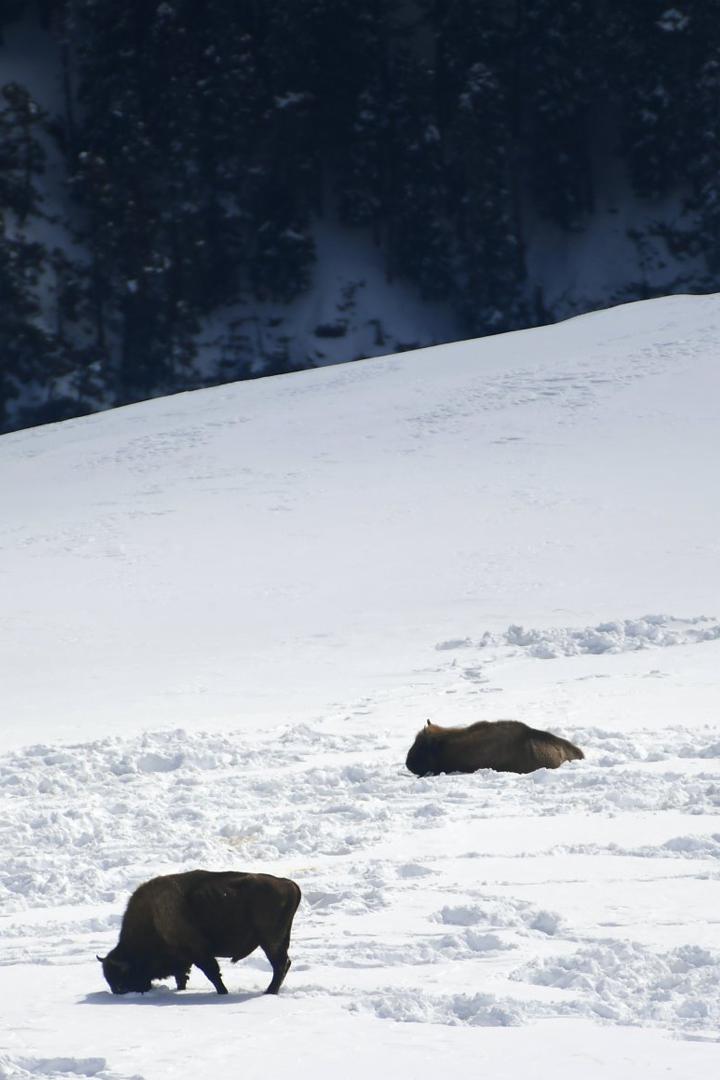 Звериными тропами. Зубровед