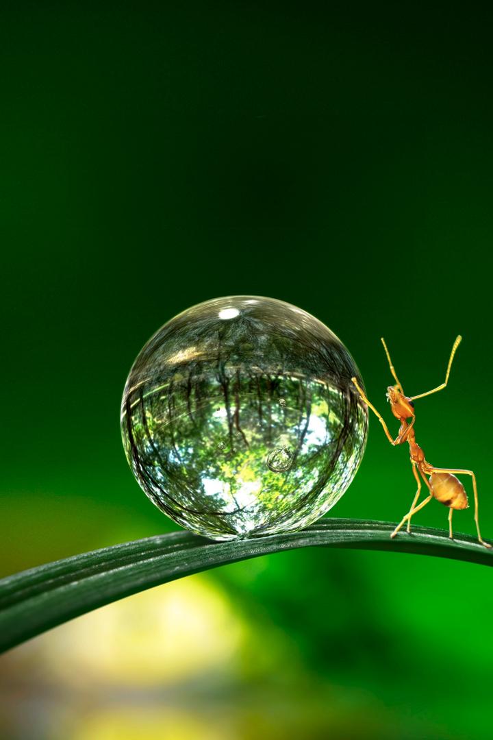 Крошечный мир